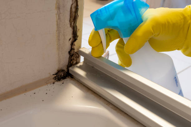 Mold Removal Process in Farmersville, CA