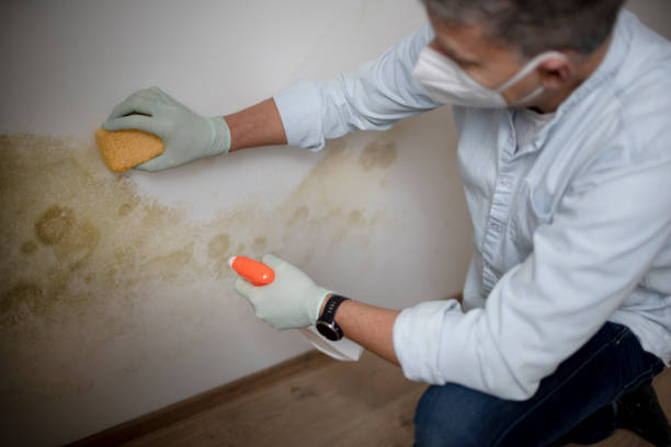 Best Home Mold Removal  in Farmersville, CA