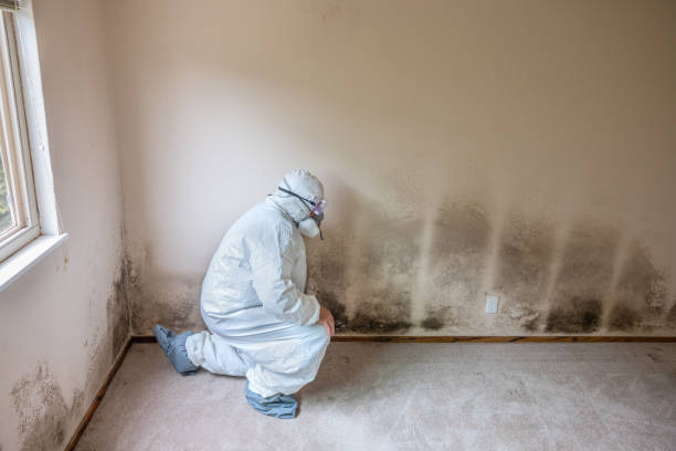 Attic Mold Removal in Farmersville, CA