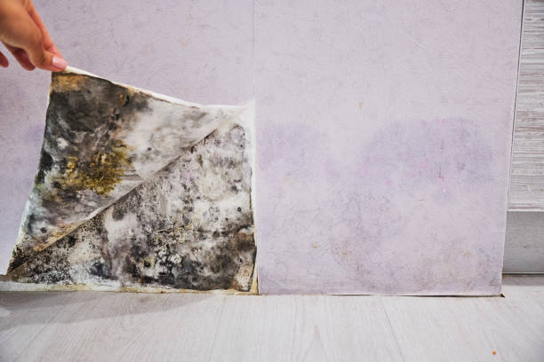 Best Mold Remediation  in Farmersville, CA